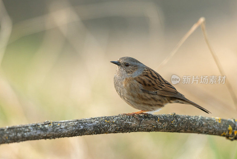 美丽的草雀(Prunella modularis)